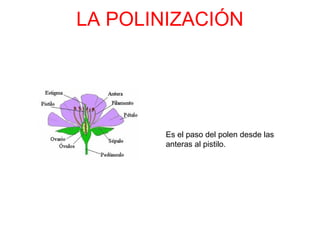 LA POLINIZACIÓN




        Es el paso del polen desde las
        anteras al pistilo.
 