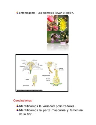 Entomogama: Los animales llevan el polen.
Conclusiones
Identificamos la variedad polinizadores.
Identificamos la parte masculina y femenina
de la flor.
 