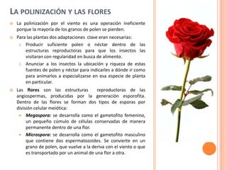 LA POLINIZACIÓN Y LAS FLORES
 La polinización por el viento es una operación ineficiente
porque la mayoría de los granos de polen se pierden.
 Para las plantas dos adaptaciones clave eran necesarias:
1. Producir suficiente polen o néctar dentro de las
estructuras reproductoras para que los insectos las
visitaran con regularidad en busca de alimento.
2. Anunciar a los insectos la ubicación y riqueza de estas
fuentes de polen y néctar para indicarles a dónde ir como
para animarlos a especializarse en esa especie de planta
en particular.
 Las flores son las estructuras reproductoras de las
angiospermas, producidas por la generación esporofita.
Dentro de las flores se forman dos tipos de esporas por
división celular meiótica:
 Megaspora: se desarrolla como el gametofito femenino,
un pequeño cúmulo de células conservadas de manera
permanente dentro de una flor.
 Microspora: se desarrolla como el gametofito masculino
que contiene dos espermatozoides. Se convierte en un
grano de polen, que vuelve a la deriva con el viento o que
es transportado por un animal de una flor a otra.
 