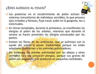 ¿ERES ALÉRGICO AL POLEN?
 Las proteínas en el recubrimiento de polen activan los
sistemas inmunitarios de individuos sensibles, lo que provoca
ojos irritados y llorosos, flujo nasal, ardor en la garganta, tos y
estornudos.
 En climas templados, durante la primavera, se manifiestan las
alergias al polen de los arboles, mientras que durante el
verano se hacen presentes las alergias provocadas por los
pastos.
 Existen las flores de las ambrosías, que se polinizan con la
ayuda del viento y pasan inadvertidas porque no están
adaptadas para atraer a los animales polinizadores.
 Sin embargo, las plantas polinizadas por las abejas y otros
animales rara vez provocan alergias, porque sus granos de
polen son pegajosos y se producen en pequeñas cantidades.
 