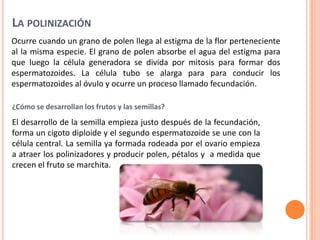 Ocurre cuando un grano de polen llega al estigma de la flor perteneciente
al la misma especie. El grano de polen absorbe el agua del estigma para
que luego la célula generadora se divida por mitosis para formar dos
espermatozoides. La célula tubo se alarga para para conducir los
espermatozoides al óvulo y ocurre un proceso llamado fecundación.
LA POLINIZACIÓN
¿Cómo se desarrollan los frutos y las semillas?
El desarrollo de la semilla empieza justo después de la fecundación,
forma un cigoto diploide y el segundo espermatozoide se une con la
célula central. La semilla ya formada rodeada por el ovario empieza
a atraer los polinizadores y producir polen, pétalos y a medida que
crecen el fruto se marchita.
 
