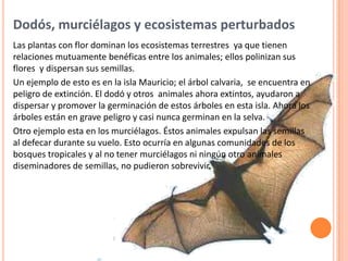 Dodós, murciélagos y ecosistemas perturbados
Las plantas con flor dominan los ecosistemas terrestres ya que tienen
relaciones mutuamente benéficas entre los animales; ellos polinizan sus
flores y dispersan sus semillas.
Un ejemplo de esto es en la isla Mauricio; el árbol calvaria, se encuentra en
peligro de extinción. El dodó y otros animales ahora extintos, ayudaron a
dispersar y promover la germinación de estos árboles en esta isla. Ahora los
árboles están en grave peligro y casi nunca germinan en la selva.
Otro ejemplo esta en los murciélagos. Éstos animales expulsan las semillas
al defecar durante su vuelo. Esto ocurría en algunas comunidades de los
bosques tropicales y al no tener murciélagos ni ningún otro animales
diseminadores de semillas, no pudieron sobrevivir.
 