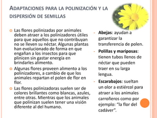 ADAPTACIONES PARA LA POLINIZACIÓN Y LA
DISPERSIÓN DE SEMILLAS
 Las flores polinizadas por animales
deben atraer a los polinizadores útiles
para que aquellos que no contribuyan
no se lleven su néctar. Algunas plantas
han evolucionado de forma en que
engañan a los insectos para que
plinicen sin gastar energía en
brindarles alimento.
 Algunas flores proveen alimento a los
polinizadores, a cambio de que los
animales repartan el polen de flor en
flor.
 Las flores polinizadoras suelen ser de
colores brillantes como blancas, azules,
entre otras. Mientras que los animales
que polinizan suelen tener una visión
diferente al del humano.
• Abejas: ayudan a
garantizar la
transferencia de polen.
• Polillas y mariposas:
tienen tubos llenos de
néctar que pueden
traer en su larga
lengua.
• Escarabajos: sueltan
un olor a estiércol para
atraer a los animales
carroñeros como por
ejemplo: “la flor del
cadáver”.
 