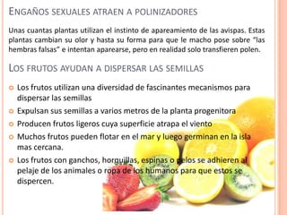 ENGAÑOS SEXUALES ATRAEN A POLINIZADORES
LOS FRUTOS AYUDAN A DISPERSAR LAS SEMILLAS
Unas cuantas plantas utilizan el instinto de apareamiento de las avispas. Estas
plantas cambian su olor y hasta su forma para que le macho pose sobre “las
hembras falsas” e intentan aparearse, pero en realidad solo transfieren polen.
 Los frutos utilizan una diversidad de fascinantes mecanismos para
dispersar las semillas
 Expulsan sus semillas a varios metros de la planta progenitora
 Producen frutos ligeros cuya superficie atrapa el viento
 Muchos frutos pueden flotar en el mar y luego germinan en la isla
mas cercana.
 Los frutos con ganchos, horquillas, espinas o pelos se adhieren al
pelaje de los animales o ropa de los humanos para que estos se
dispercen.
 