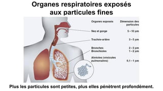 Organes respiratoires exposés
aux particules fines
Plus les particules sont petites, plus elles pénètrent profondément.
 