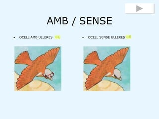 AMB / SENSE <ul><li>OCELL AMB ULLERES </li></ul><ul><li>OCELL SENSE ULLERES </li></ul>
