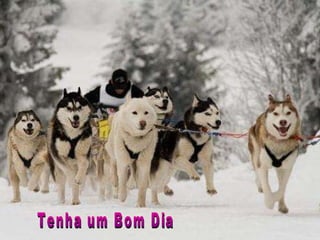 Tenha um Bom Dia 