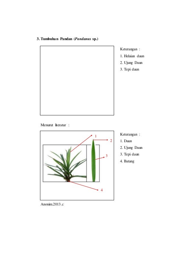 Laporan praktikum 3 tata letak daun rumus daun dan diagram ...