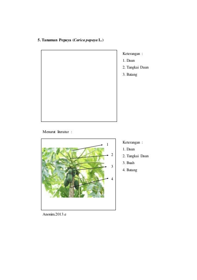 Laporan praktikum 3 tata letak daun rumus daun dan diagram ...