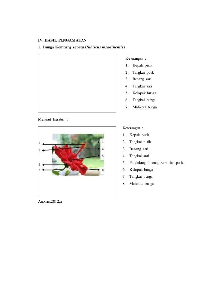 Laporan Praktikum Struktur Bunga Kembang Sepatu
