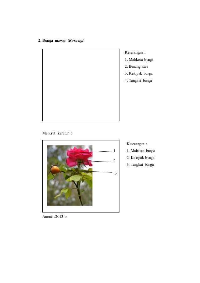 Laporan Praktikum 5 Bunga Tunggal Morfologi Tumbuhan