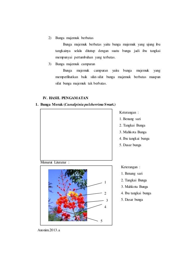 Laporan Praktikum 6 Bunga Majemuk Morfologi Tumbuhan