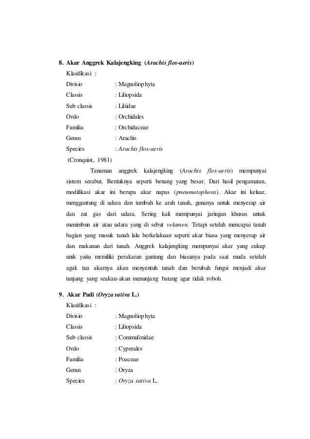 Laporan praktikum 8 akar dan modifikasinya (morfologi 