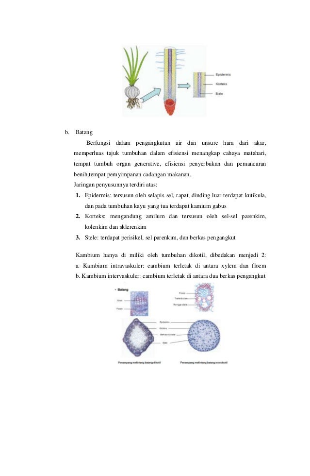 MEMPELAJARI JARINGAN PADA HEWAN DAN TUMBUHAN