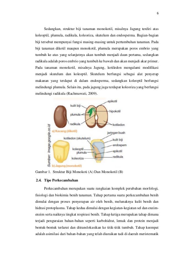 Struktur Dan Tipe Perkecambahan Benih