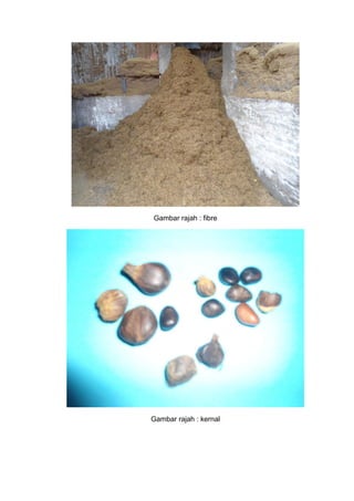 Gambar rajah : fibre
Gambar rajah : kernal
 