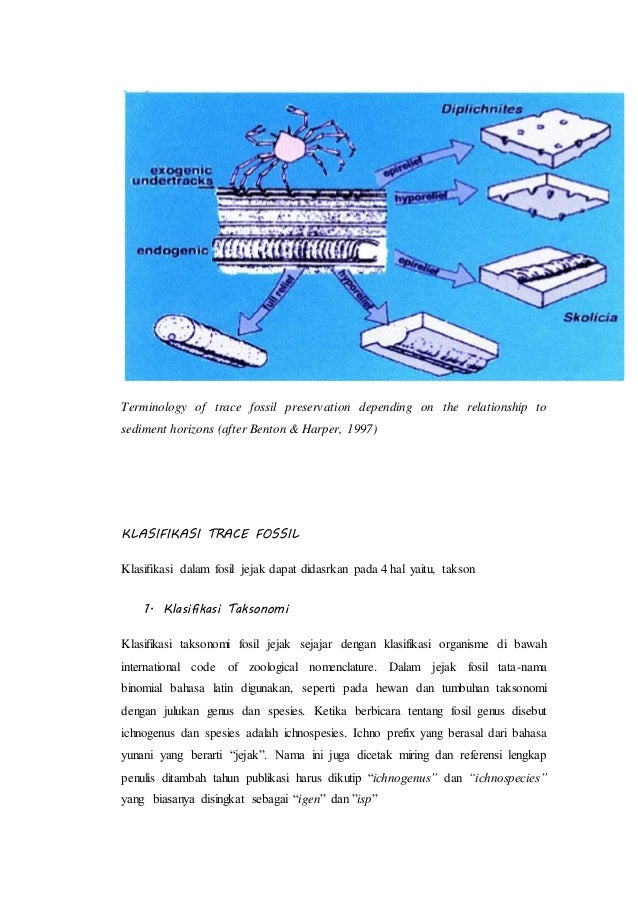 Laporan akhir praktikum paleontologi