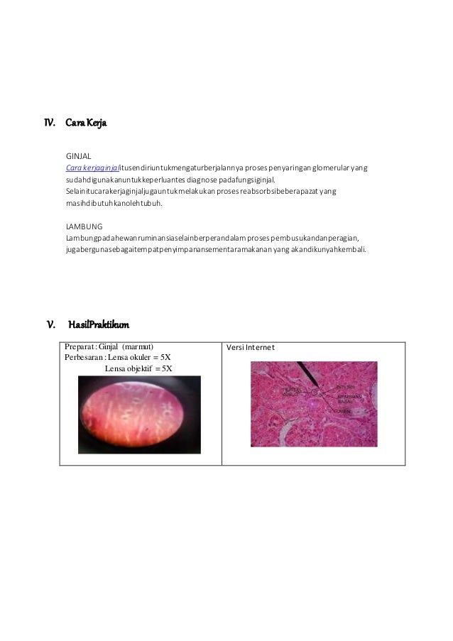  Laporan  biologi  praktikum  sel tumbuhan  dan  sel hewan  XI IPA 2
