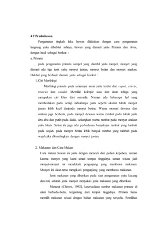 4.2 Pembahasan
Pengamatan tingkah laku hewan dilakukan dengan cara pengamatan
langsung yaitu dihabitat aslinya, hewan yang diamati yaitu Primata dan Aves,
dengan hasil sebagai berikut :
a. Primata
pada pengamatan primata sampel yang diambil yaitu monyet, monyet yang
diamati ada tiga jenis yaitu monyet jantan, monyet betina dan monyet anakan.
Hal-hal yang berhasil diamati yaitu sebagai berikut :
1.Ciri Morfologi
Morfologi primata pada umumnya sama yaitu terdiri dari caput, cervix,
truncus dan caudal. Memiliki kelenjar susu dan daun telinga yang
merupakan ciri khas dari mamalia. Namun ada beberapa hal yang
membedakan pada setiap individunya yaitu seperti ukuran tubuh monyet
jantan lebih kecil daripada monyet betina. Warna monyet dewasa dan
anakan juga berbeda, pada monyet dewasa warna rambut pada tubuh yaitu
abu-abu dan putih pada dada, sedangkan warna rambut pada monyet anakan
yaitu hitam. Selain itu juga ada perbedaaan banyaknya rambut yang tumbuh
pada wajah, pada monyet betina lebih banyak rambut yang tumbuh pada
wajah jika dibandingkan dengan monyet jantan.
2. Makanan dan Cara Makan
Cara makan hewan ini yaitu dengan mencari dari pohon kepohon, namun
karena monyet yang kami amati tempat tinggalnya taman wisata jadi
monyet-monyet ini mendekati pengunjung yang membawa makanan.
Monyet ini akan terus mengikuti pengunjung yang membawa makanan.
Jenis makanan yang diberikan pada saat pengamatan yaitu kacang
dan roti, seluruh jenis monyet menyukai jenis makanan yang diberikan.
Menurut (Chivers, 1992), ketersediaan sumber makanan primate di
alam berbeda-beda, tergantung dari tempat tinggalnya. Primata harus
memilih makanan sesuai dengan bahan makanan yang tersedia. Pemilihan
 