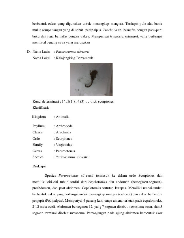 Laporan Praktikum Sistematika Hewan  Invertebrata  Classis 