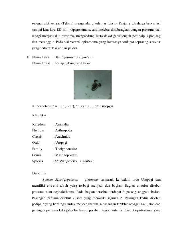 Laporan Praktikum Sistematika Hewan  Invertebrata  Classis 