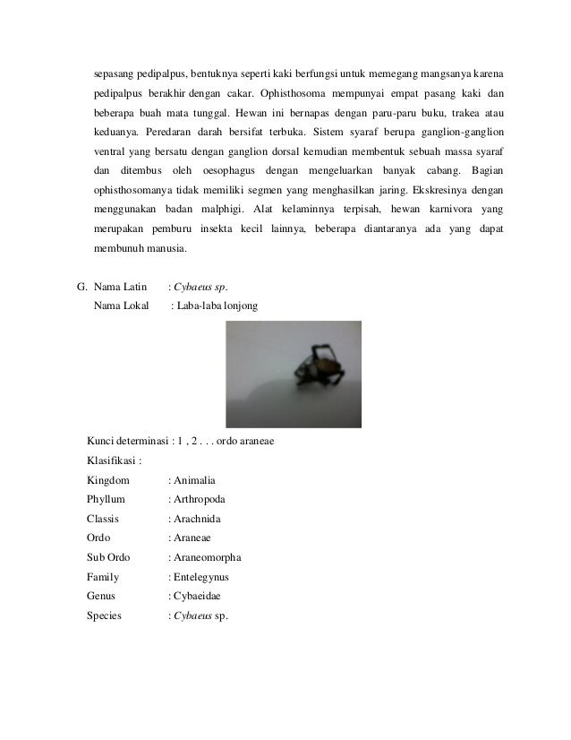Contoh Laporan Hewan Invertebrata - Contoh II
