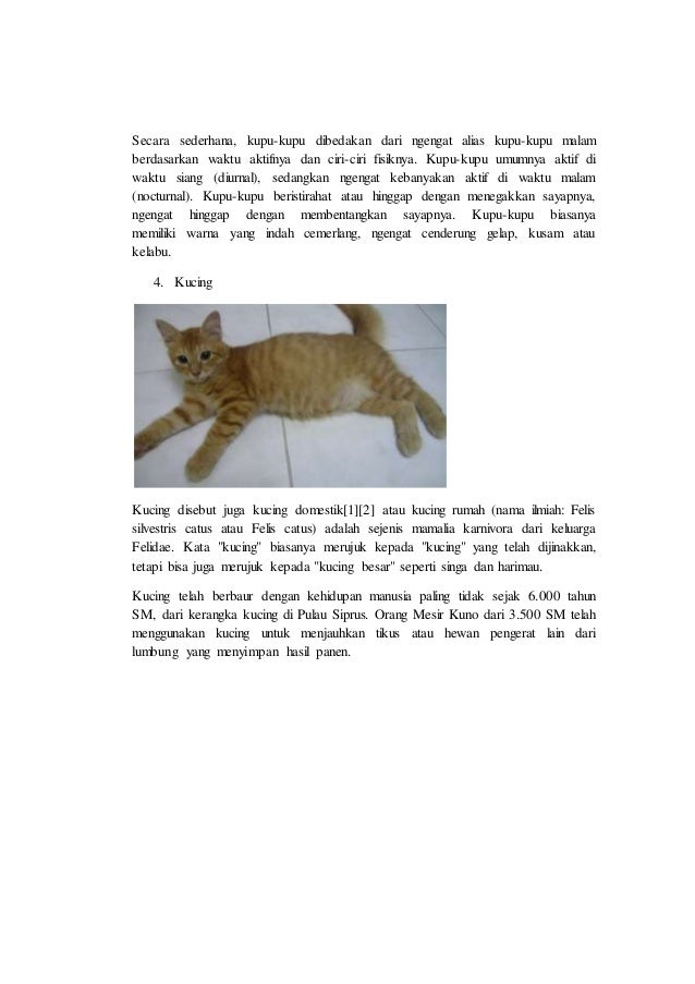 Contoh Laporan Hasil Observasi Hewan Peliharaan Kucing