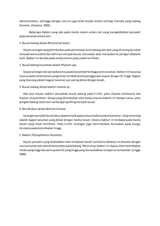 aktinomesetes, sehingga dengan cara ini juga telah terjadi seleksi terhaap mikroba yang sedang
diisolasi. (Saryono. 2002).
Beberapa bakteri yang ada pada media tanam antara lain yang mengakibatkan penyakit
pada tanaman antara lain:
1. Busuk batang akibat Rhizoctonia Solani
Gejalaseranganyangditimbulkanpadapermukaan kulit batang dan akar yang diserang berubah
menjadi warnacoklat dan akhirnya menjadi busuk. Kerusakan akan menyebar ke jaringan dibawah
kulit. Bakteri ini berada pada media tanam yang sudah terinfeksi.
2. Busuk batang kecambah akibat Phytium spp.
Gejalaserangandanpenyebarannyapadakecambahberbagai jenistanaman.Bakteri ini biasanya
muncul pada mediatanamyangterlalulembabdisertapenggunaan pupuk dengan EC tinggi. Bagian
yang diserang adalah bagian tanaman yan paling dekat dengan tanah.
3. Busuk batang akibat bakteri Erwinia sp.
Ada dua macam bakteri penyebab busuk batang pada E.milli, yaitu Erwinia carotovora dan
Erwinia chrysanthemi. Gelaja yang ditimbulkan oleh kedua macam bakteri ini hamper sama, yaitu
pangkal batang setek dan sambungan grafting menjadi busuk.
4. Bercak daun akibat Botrytis Cinerea.
Seranganpenyakitbusukdaundapatterjadi padasemuastadiatumbuhtanaman.Yang terserang
adalah bagian tanaman yang dekat dengan media tanam. Karena bakteri ini terdapat pada media
tanam yang telah terinfeksi. Pada E.milli serangan juga menimbulkan kerusakan pada bunga,
terutama pada kelembaban tinggi.
5. Bakteri Phytophthora Parasitica.
Gejala penyakit yang disebabkan oleh cendawan tanah (soil borne disease) ini ditandai dengan
munculnyabercakcokelatkemerahanpadabatang. Munculnya bakteri ini dipacu oleh kelembaban
mediayangtinggi danpemupukanECyang tinggi yangmenyebabkanserapanairterhambat.(Lingga.
2006).
 