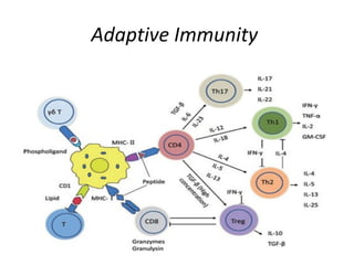 Adaptive Immunity
 