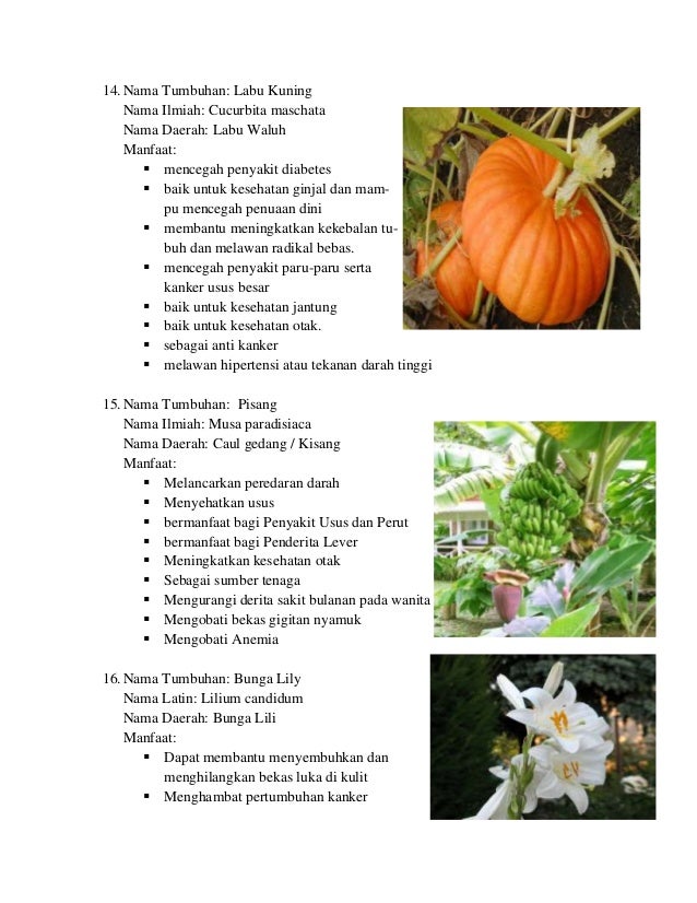 Nama Latin Spesies Pertanyaan Dan Jawaban - Jawaban Soal Terbaru