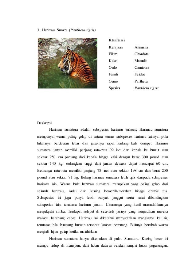 Contoh Teks Laporan Hasil Observasi Tentang Harimau Sumatera - Kumpulan