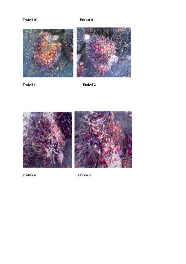 Laporan magang smk negeri 1 belimbing hulu