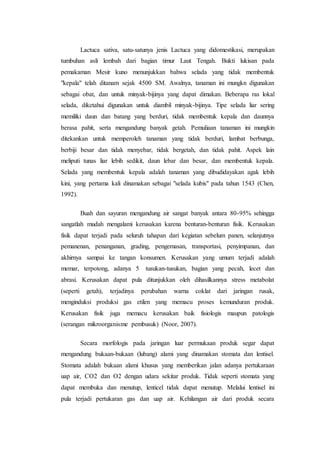 Lactuca sativa, satu-satunya jenis Lactuca yang didomestikasi, merupakan 
tumbuhan asli lembah dari bagian timur Laut Tengah. Bukti lukisan pada 
pemakaman Mesir kuno menunjukkan bahwa selada yang tidak membentuk 
"kepala" telah ditanam sejak 4500 SM. Awalnya, tanaman ini mungkn digunakan 
sebagai obat, dan untuk minyak-bijinya yang dapat dimakan. Beberapa ras lokal 
selada, diketahui digunakan untuk diambil minyak-bijinya. Tipe selada liar sering 
memiliki daun dan batang yang berduri, tidak membentuk kepala dan daunnya 
berasa pahit, serta mengandung banyak getah. Pemuliaan tanaman ini mungkin 
ditekankan untuk memperoleh tanaman yang tidak berduri, lambat berbunga, 
berbiji besar dan tidak menyebar, tidak bergetah, dan tidak pahit. Aspek lain 
meliputi tunas liar lebih sedikit, daun lebar dan besar, dan membentuk kepala. 
Selada yang membentuk kepala adalah tanaman yang dibudidayakan agak lebih 
kini, yang pertama kali dinamakan sebagai "selada kubis" pada tahun 1543 (Chen, 
1992). 
Buah dan sayuran mengandung air sangat banyak antara 80-95% sehingga 
sangatlah mudah mengalami kerusakan karena benturan-benturan fisik. Kerusakan 
fisik dapat terjadi pada seluruh tahapan dari kegiatan sebelum panen, selanjutnya 
pemanenan, penanganan, grading, pengemasan, transportasi, penyimpanan, dan 
akhirnya sampai ke tangan konsumen. Kerusakan yang umum terjadi adalah 
memar, terpotong, adanya 5 tusukan-tusukan, bagian yang pecah, lecet dan 
abrasi. Kerusakan dapat pula ditunjukkan oleh dihasilkannya stress metabolat 
(seperti getah), terjadinya perubahan warna coklat dari jaringan rusak, 
menginduksi produksi gas etilen yang memacu proses kemunduran produk. 
Kerusakan fisik juga memacu kerusakan baik fisiologis maupun patologis 
(serangan mikroorganisme pembusuk) (Noor, 2007). 
Secara morfologis pada jaringan luar permukaan produk segar dapat 
mengandung bukaan-bukaan (lubang) alami yang dinamakan stomata dan lentisel. 
Stomata adalah bukaan alami khusus yang memberikan jalan adanya pertukaraan 
uap air, CO2 dan O2 dengan udara sekitar produk. Tidak seperti stomata yang 
dapat membuka dan menutup, lenticel tidak dapat menutup. Melalui lentisel ini 
pula terjadi pertukaran gas dan uap air. Kehilangan air dari produk secara 
 