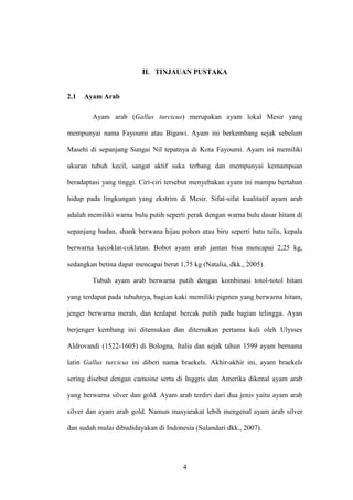 4
II. TINJAUAN PUSTAKA
2.1 Ayam Arab
Ayam arab (Gallus turcicus) merupakan ayam lokal Mesir yang
mempunyai nama Fayoumi atau Bigawi. Ayam ini berkembang sejak sebelum
Masehi di sepanjang Sungai Nil tepatnya di Kota Fayoumi. Ayam ini memiliki
ukuran tubuh kecil, sangat aktif suka terbang dan mempunyai kemampuan
beradaptasi yang tinggi. Ciri-ciri tersebut menyebakan ayam ini mampu bertahan
hidup pada lingkungan yang ekstrim di Mesir. Sifat-sifat kualitatif ayam arab
adalah memiliki warna bulu putih seperti perak dengan warna bulu dasar hitam di
sepanjang badan, shank berwana hijau pohon atau biru seperti batu tulis, kepala
berwarna kecoklat-coklatan. Bobot ayam arab jantan bisa mencapai 2,25 kg,
sedangkan betina dapat mencapai berat 1,75 kg (Natalia, dkk., 2005).
Tubuh ayam arab berwarna putih dengan kombinasi totol-totol hitam
yang terdapat pada tubuhnya, bagian kaki memiliki pigmen yang berwarna hitam,
jenger berwarna merah, dan terdapat bercak putih pada bagian telingga. Ayan
berjenger kembang ini ditemukan dan diternakan pertama kali oleh Ulysses
Aldrovandi (1522-1605) di Bologna, Italia dan sejak tahun 1599 ayam bernama
latin Gallus turcicus ini diberi nama braekels. Akhir-akhir ini, ayam braekels
sering disebut dengan camoine serta di Inggris dan Amerika dikenal ayam arab
yang berwarna silver dan gold. Ayam arab terdiri dari dua jenis yaitu ayam arab
silver dan ayam arab gold. Namun masyarakat lebih mengenal ayam arab silver
dan sudah mulai dibudidayakan di Indonesia (Sulandari dkk., 2007).
 