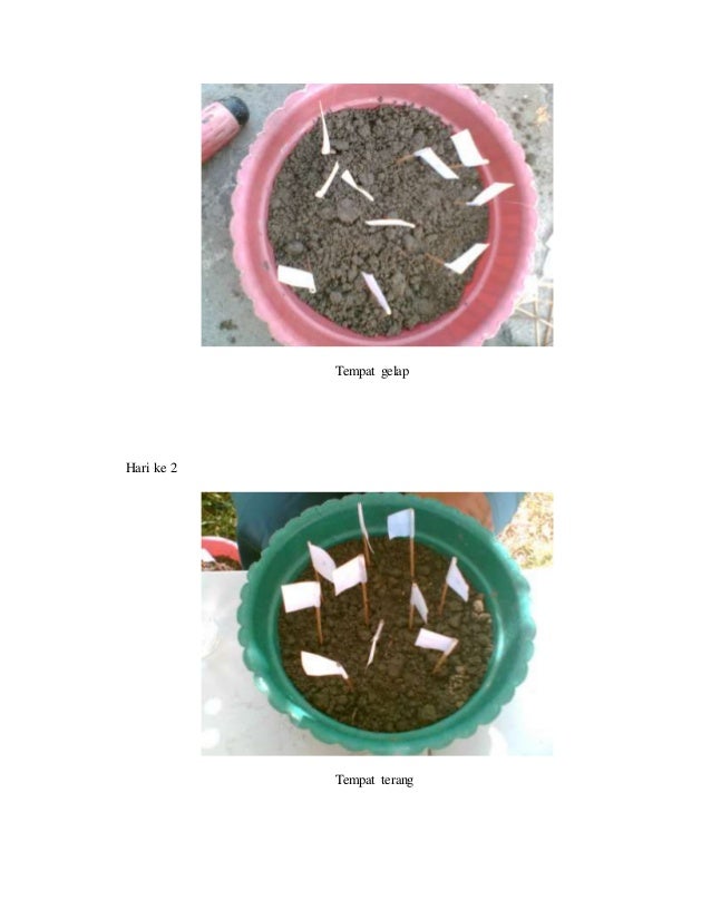 Makalah Pertumbuhan Kacang Hijau Ditempat Gelap Dan Terang