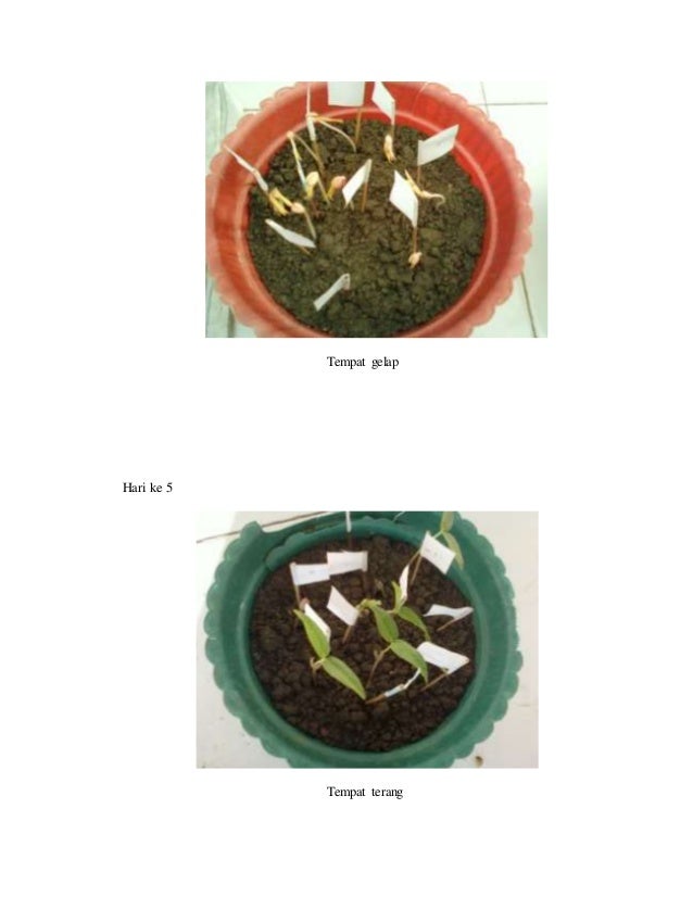 Terbaik Dari Gambar Tanaman Kacang Hijau Ditempat Gelap