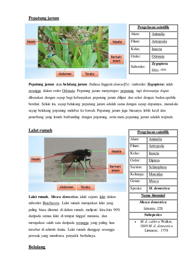 Laporan pengelasan serangga (tugasan individu)