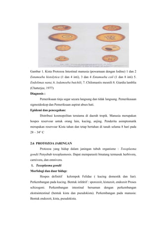 Laporan praktikukum parasitologi | DOCX