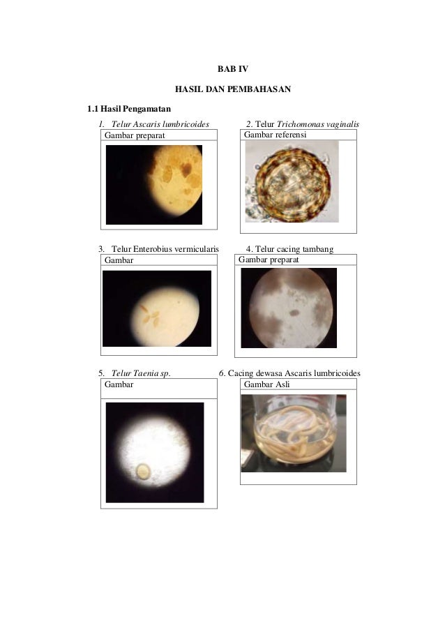 Laporan Praktikukum Parasitologi