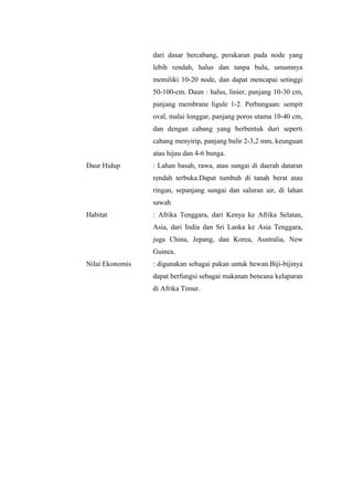 dari dasar bercabang, perakaran pada node yang 
lebih rendah, halus dan tanpa bulu, umumnya 
memiliki 10-20 node, dan dapat mencapai setinggi 
50-100-cm. Daun : halus, linier, panjang 10-30 cm, 
panjang membrane ligule 1-2. Perbungaan: sempit 
oval, malai longgar, panjang poros utama 10-40 cm, 
dan dengan cabang yang berbentuk duri seperti 
cabang menyirip, panjang bulir 2-3,2 mm, keunguan 
atau hijau dan 4-6 bunga. 
Daur Hidup : Lahan basah, rawa, atau sungai di daerah dataran 
rendah terbuka.Dapat tumbuh di tanah berat atau 
ringan, sepanjang sungai dan saluran air, di lahan 
sawah 
Habitat : Afrika Tenggara, dari Kenya ke Afrika Selatan, 
Asia, dari India dan Sri Lanka ke Asia Tenggara, 
juga China, Jepang, dan Korea, Australia, New 
Guinea. 
Nilai Ekonomis : digunakan sebagai pakan untuk hewan.Biji-bijinya 
dapat berfungsi sebagai makanan bencana kelaparan 
di Afrika Timur. 
 