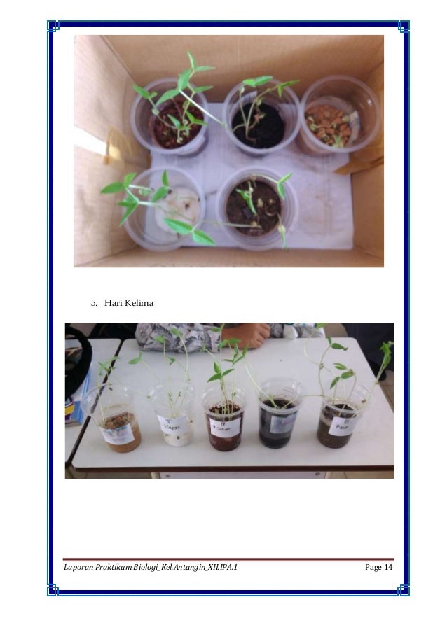 Gambar Pertumbuhan Kacang Hijau Dari Hari Pertama Sampai