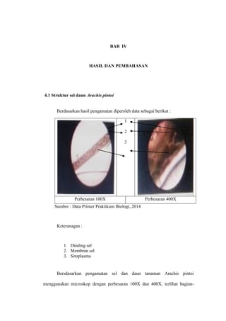 BAB IV
HASIL DAN PEMBAHASAN
4.1 Struktur sel daun Arachis pintoi
Berdasarkan hasil pengamatan diperoleh data sebagai berikut :
1
2
3
Perbesaran 100X Perbesaran 400X
Sumber : Data Primer Praktikum Biologi, 2014
Keteranagan :
1. Dinding sel
2. Membran sel
3. Sitoplasma
Bersdasarkan pengamatan sel dan daun tanaman Arachis pintoi
menggunakan microskop dengan perbesaran 100X dan 400X, terlihat bagian-
 