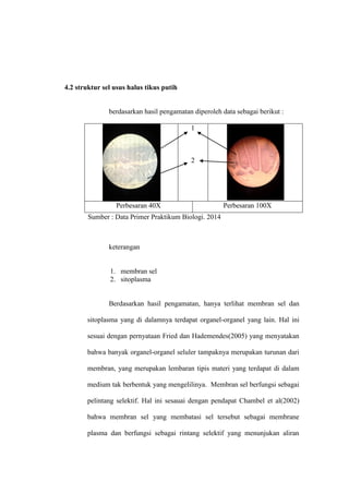 4.2 struktur sel usus halus tikus putih
berdasarkan hasil pengamatan diperoleh data sebagai berikut :
1
2
Perbesaran 40X Perbesaran 100X
Sumber : Data Primer Praktikum Biologi. 2014
keterangan
1. membran sel
2. sitoplasma
Berdasarkan hasil pengamatan, hanya terlihat membran sel dan
sitoplasma yang di dalamnya terdapat organel-organel yang lain. Hal ini
sesuai dengan pernyataan Fried dan Hademendes(2005) yang menyatakan
bahwa banyak organel-organel seluler tampaknya merupakan turunan dari
membran, yang merupakan lembaran tipis materi yang terdapat di dalam
medium tak berbentuk yang mengelilinya. Membran sel berfungsi sebagai
pelintang selektif. Hal ini sesauai dengan pendapat Chambel et al(2002)
bahwa membran sel yang membatasi sel tersebut sebagai membrane
plasma dan berfungsi sebagai rintang selektif yang menunjukan aliran
 
