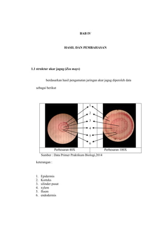 BAB IV
HASIL DAN PEMBAHASAN
1.1 struktur akar jagug (Zea mays)
berdasarkan hasil pengamatan jaringan akar jagug diperoleh data
sebagai berikut
1
2
3
4
5
6
Perbesaran 40X Perbesaran 100X
Sumber : Data Primer Praktikum Biologi,2014
keterangan :
1. Epidermis
2. Korteks
3. silinder pusat
4. xylem
5. floem
6. endodermis
 