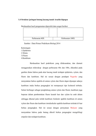 1.4 Struktur jaringan batang kacang tanah Arachis hipogea
Berdasarkan hasil pengamatan diperoleh data seagai berikut
Perbesaran 40X Perbesaran 100X
Sumber : Data Primer Praktikum Biologi,2014
Keterangan:
1.Epidermis
2.Xilem
3.Floem
4.Kambium
Berdasarkan hasil praktikum yang dilaksanakan, dan diamati
menggunakan mikroskop dengan perbesaran 40x dan 100x, diketahui pada
gambar diatas bahwa pada akar kacang tanah terdapat epidermis, xylem, dan
floem dan kambium. Hal ini sesuai dengan pendapat Nugroho yang
menyatakan bahwa apabila di antara xylem dan floem dapat dijumpai adanya
kambium maka berkas pengangkut ini mempunyai tipe kolateral terbuka.
Selain berfungsi sebagai penghubung antara xylem dan floem, kambium juga
beperan dalam pembentukan floem kearah luar dan xylem ke arah dalam
sehingga dikenal pula istilah kambium fesikuler apabila kambium di antara
xylem dan floem dan kambium intrafasikuler apabila kambium terletak di luar
berkas pengangkut. Hal ini sesuai dengan pernyataan Mulyani yang
menyatakan bahwa pada batang dikotil berkas pengangkut mengelilingi
empulur dan terdapat kambium.
 