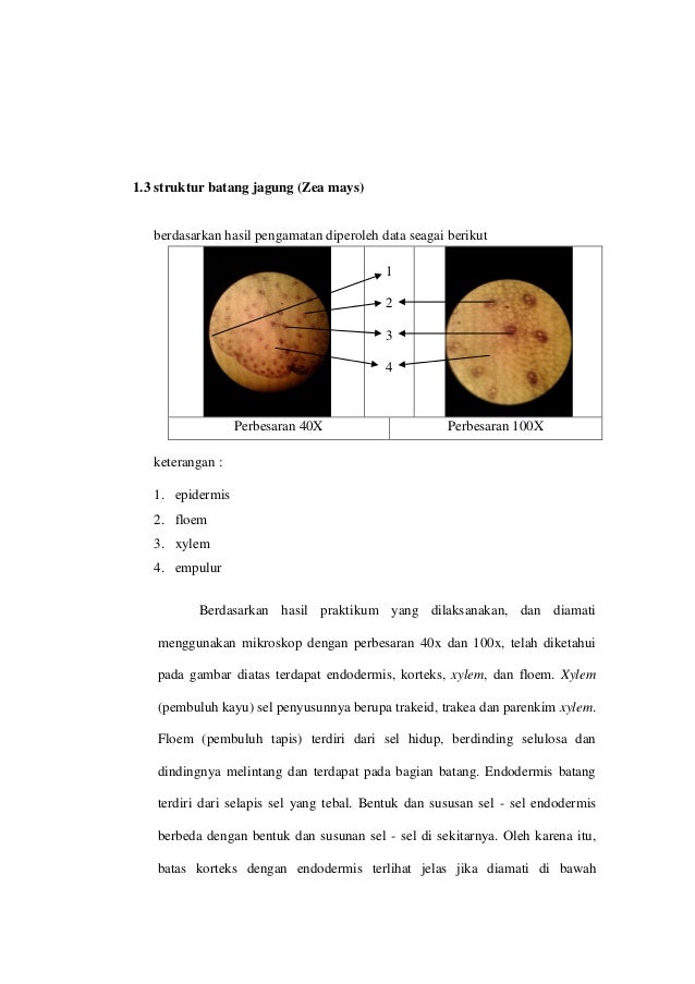 89+ Gambar Struktur Daun Zea Mays 89+ Gambar Struktur Daun Zea Mays