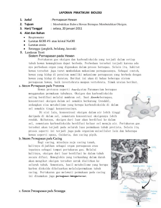 Laporan Praktikum Biologi Pernapasan