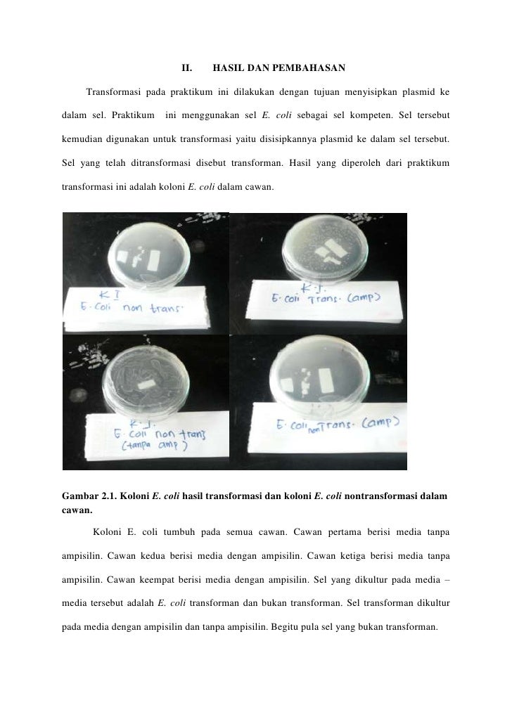 LAPORAN PRAKTIKUM BIOLOGI SEL MOLEKULER