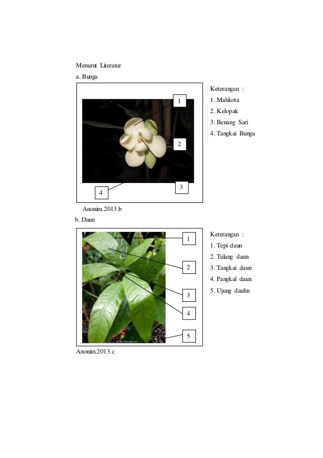 Laporan Praktikum Botani Tumbuhan Tinggi 2 Sub Classis Magnoliidae