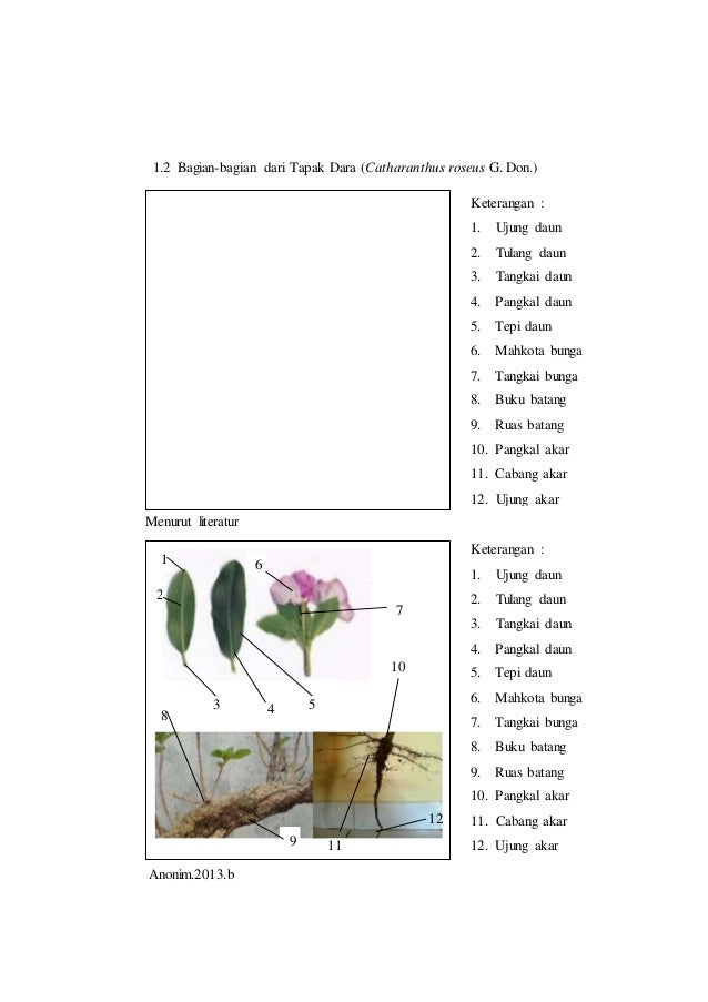 Terkeren 10+ Gambar Bunga Kamboja Beserta Bagian Bagiannya ...